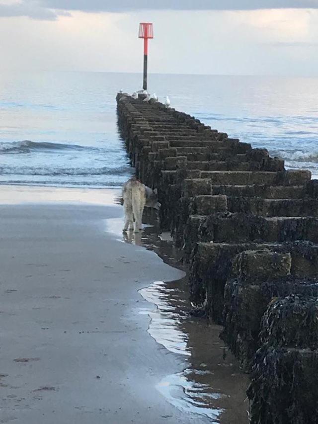 The Sun Trap @ Bridlington'S Bed & Bowl Beach Breaks Exterior photo